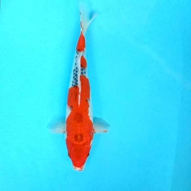 7. Goshiki || 33 cm