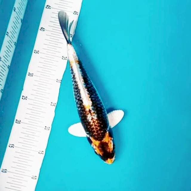 9. Kabuto Hikari || 33 cm