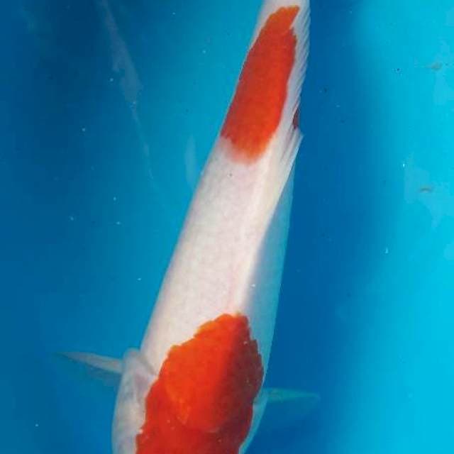 Kohaku step 2