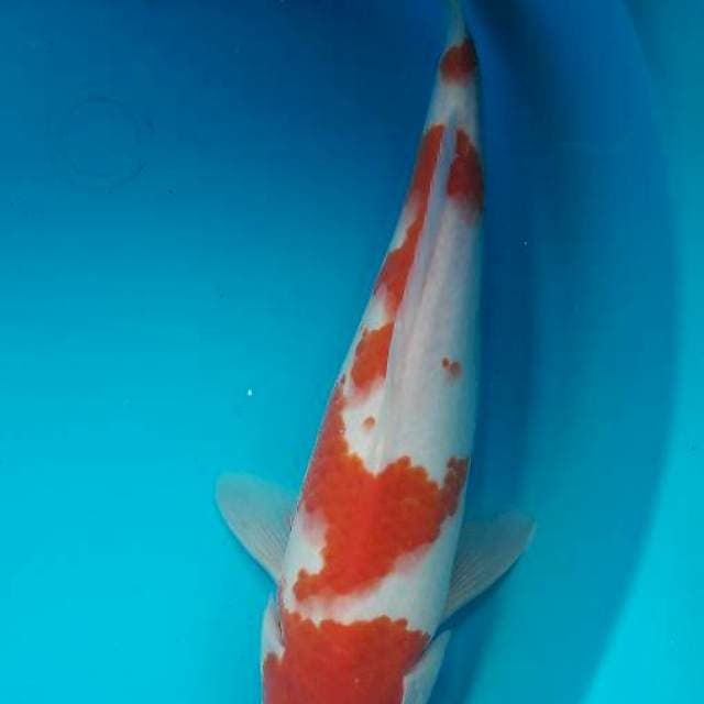 Kohaku 29