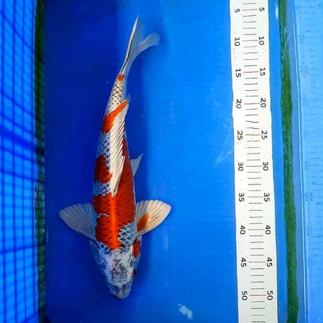 Kujaku red 43 cm