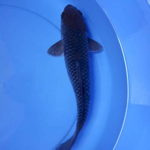 Ochiba 38cm