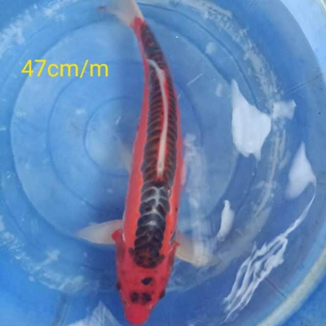 Hi shusui 47cm jantan