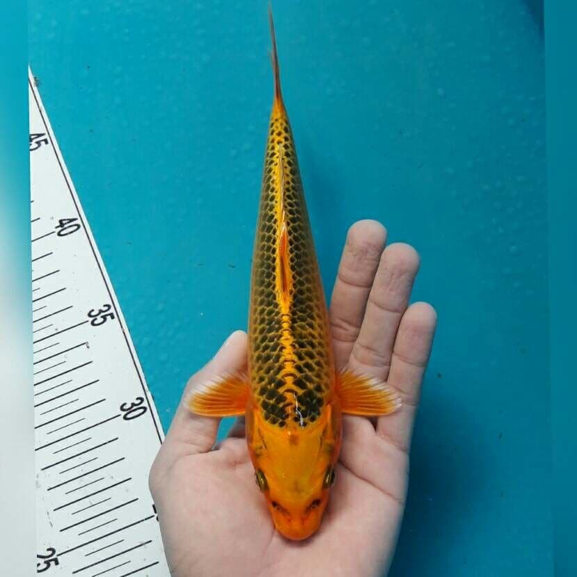 MATSUBA MALE