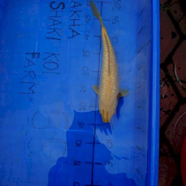 GINRIN JOSS KARASHI 32