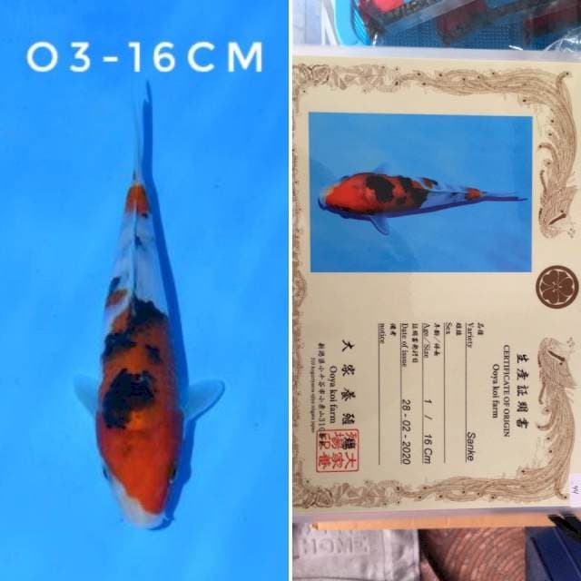 Ooya sanke 16cm sertifikat
