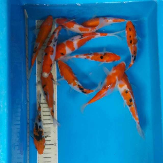 Mix sanke kohaku 12 ekor