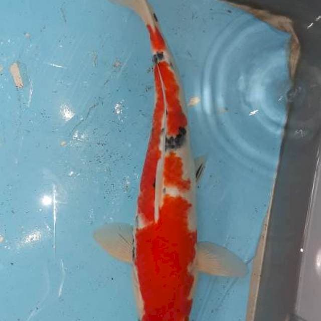 Sanke . Bodi oke. Merah pedas