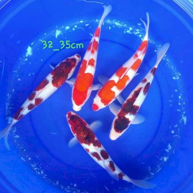 Mib kohaku goromo 32-35cm