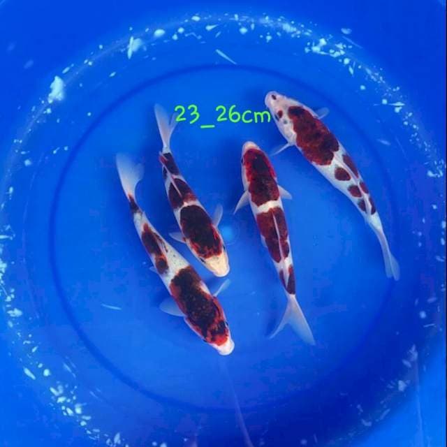 Goromo 22-26cm