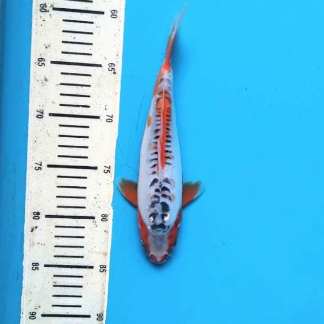 Shusui 25cm