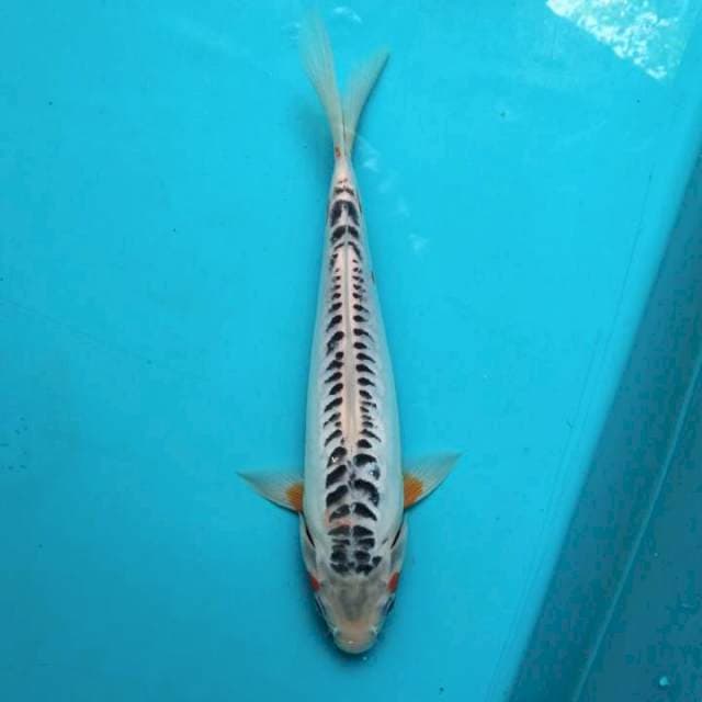 Shusui 26cm