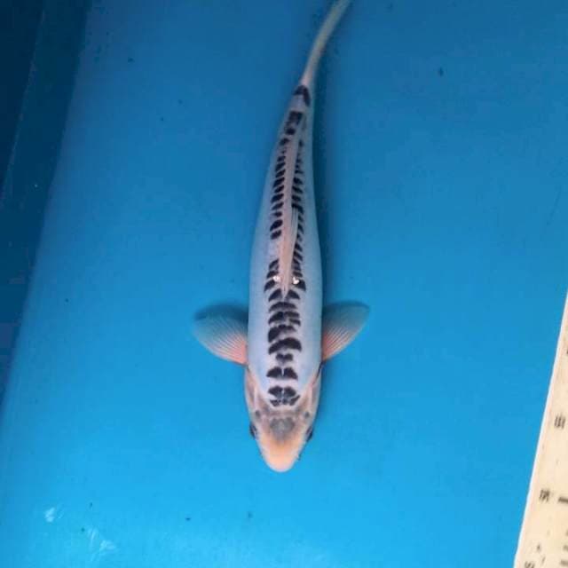 Slim shusui 34cm Male
