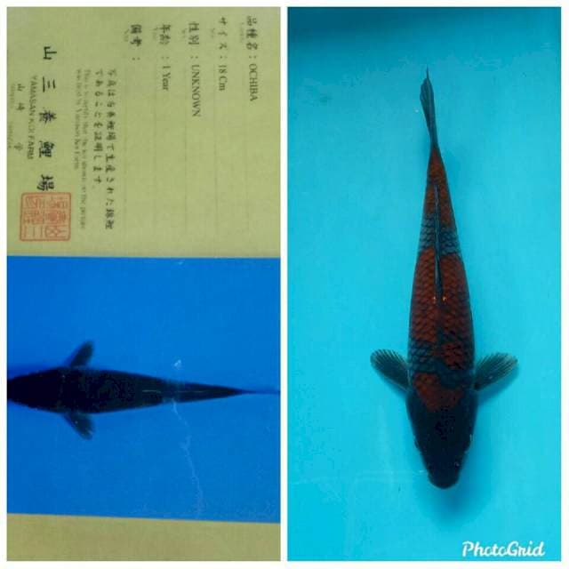Ochiba import yamasan farm