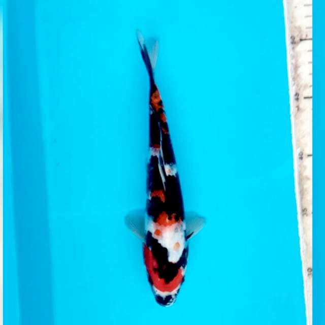 Maruten showa*22cm