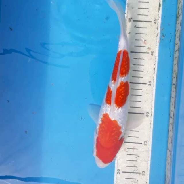 Kohaku Ginrin 29 cm