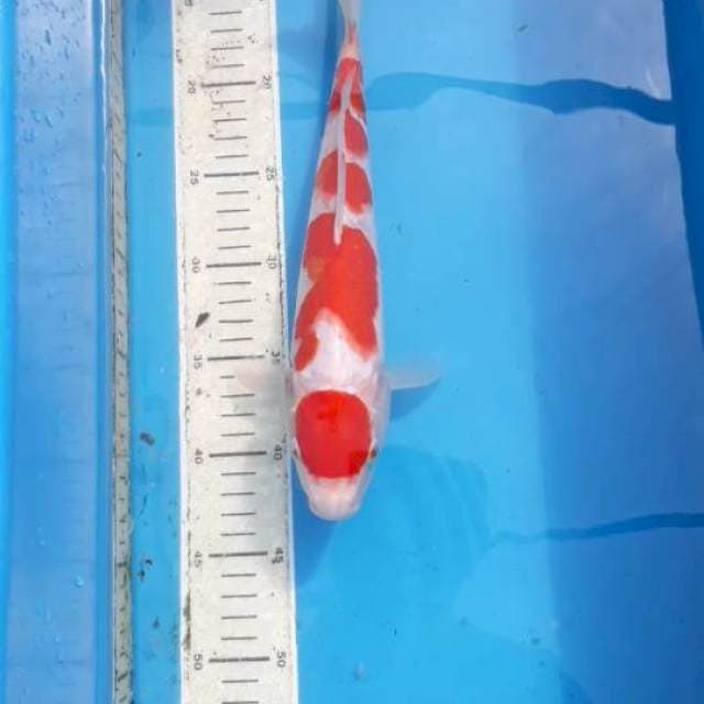 Maruten Kohaku 33 cm Male