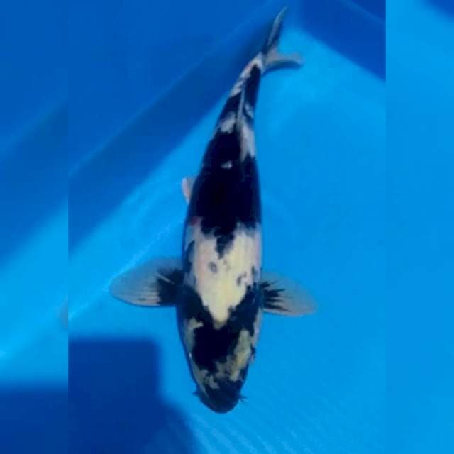 Shiro 30cm siip