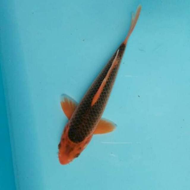 Aka matsuba male 19cm