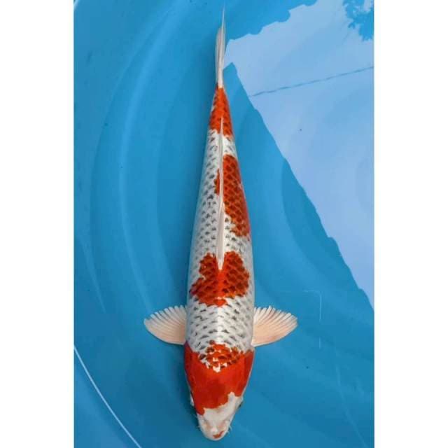 Jumbo Kujaku 50bu