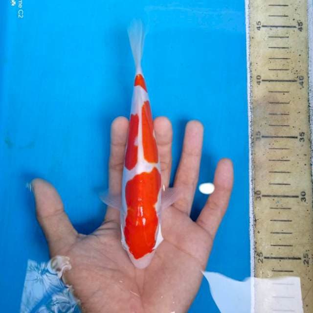 Kohaku