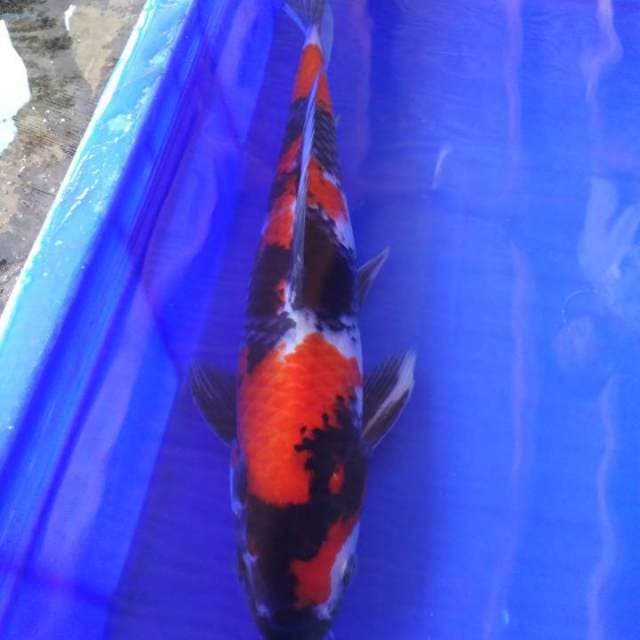 Showa sanshoku premium