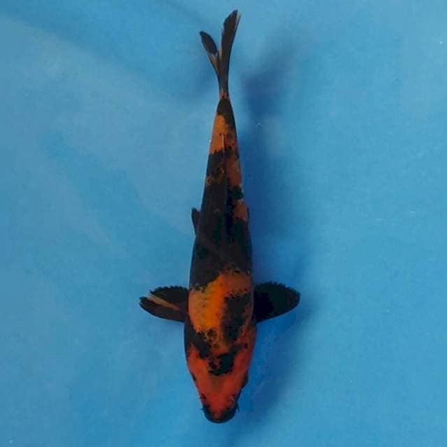 Hi Utsuri Import non serti