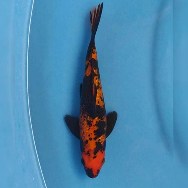 Hi Utsuri Ginrin Import non serti
