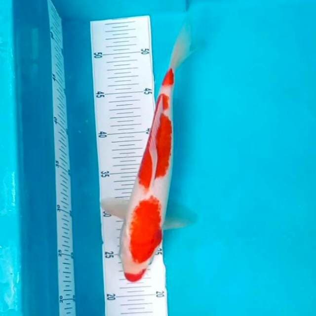 8. Kucibeni Kohaku 3 Step || 32 cm