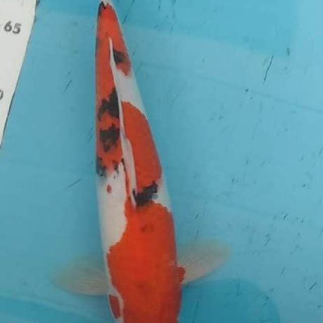 Sanke 33 cm