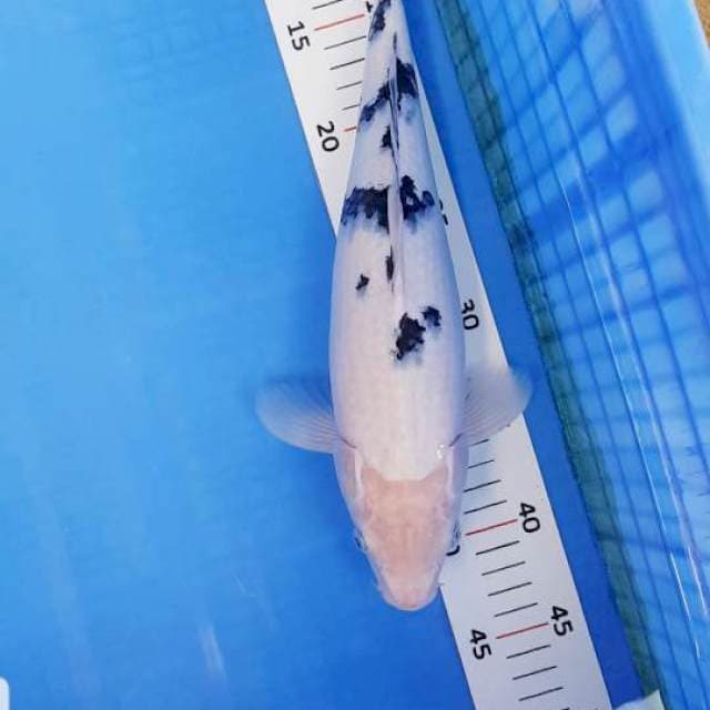 Bekko 35cm