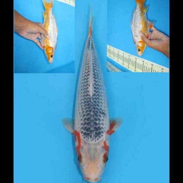 Asagi Tosai - 30cm Male