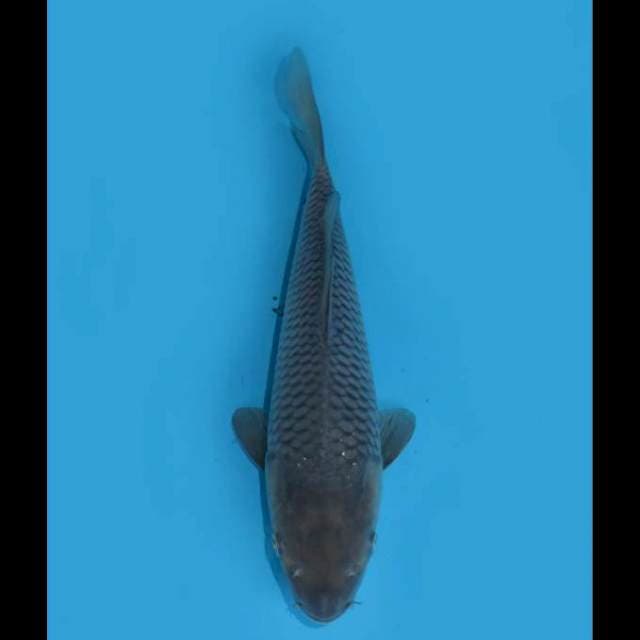 Soragoi Jumbo Tosai - 25cm Female