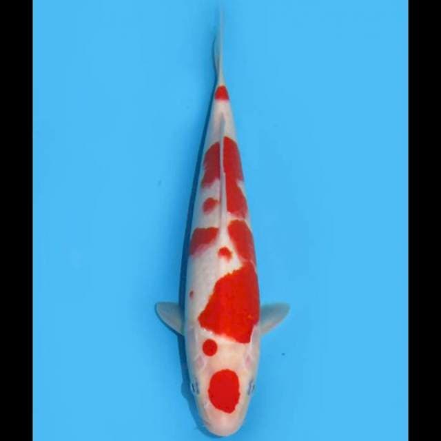 Super Red Kohaku F1 - 27cm Male