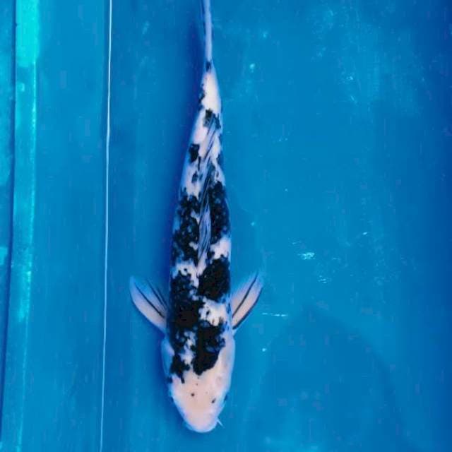 Shiro Bekko Male