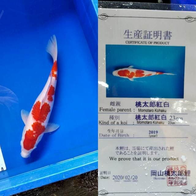 Kohaku import momotaro