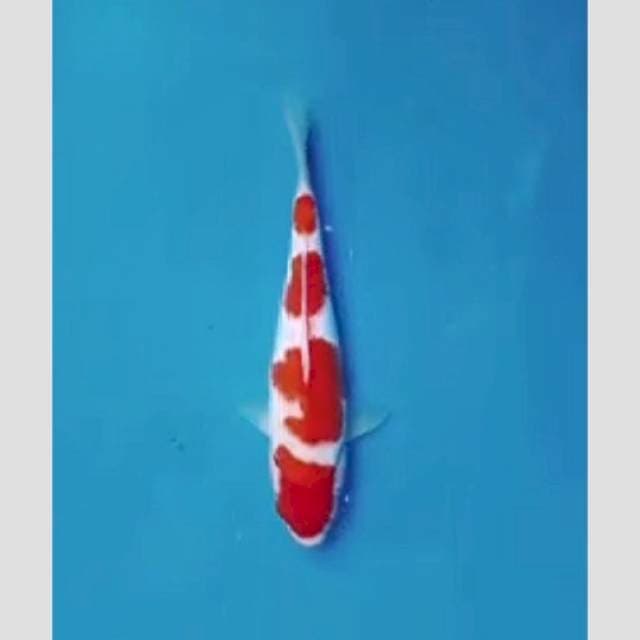 kohaku sisik sq f1 matsue calon jumbo (berpunuk)