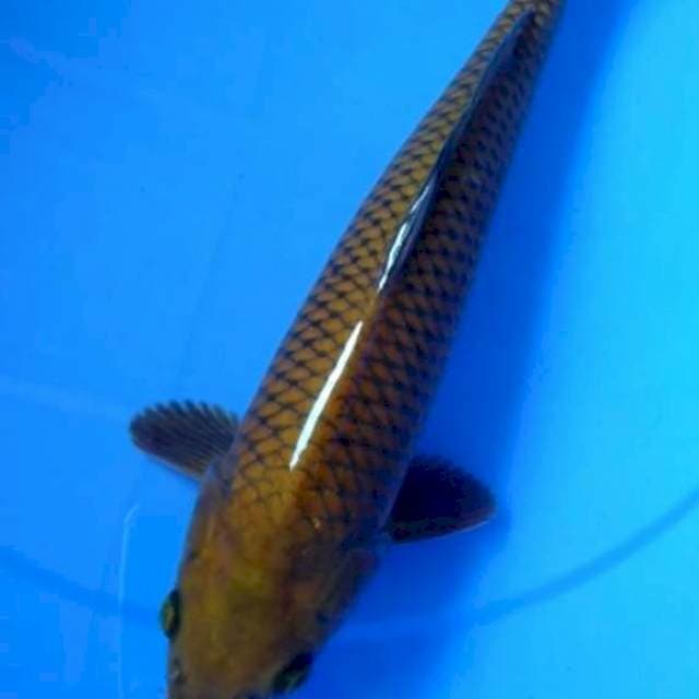 Chagoi