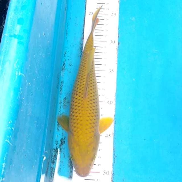 Midorigoi 25cm