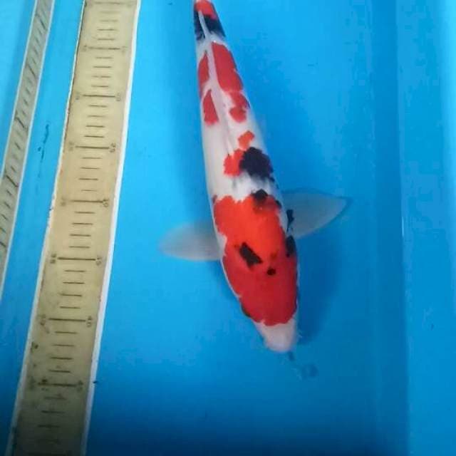 Showa 40 cm sex jantan