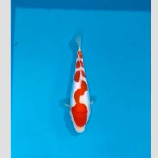 doit kohaku ori 20cm