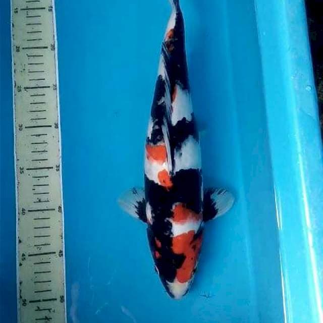 Showa Kereng ~40