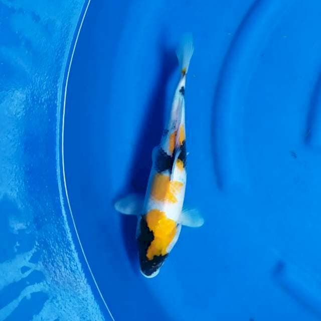 Ki showa ( yelow showa) 34cm