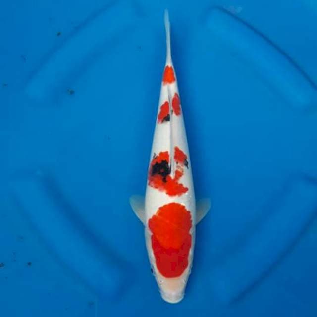 Sanke 25cm up