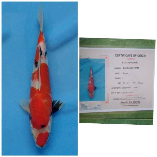 Maruten Showa Import