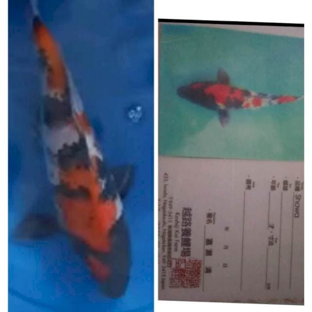 Showa serty kosiji