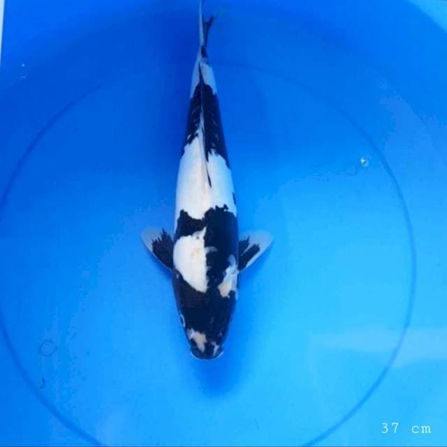 Doitsu shiro 37 cm