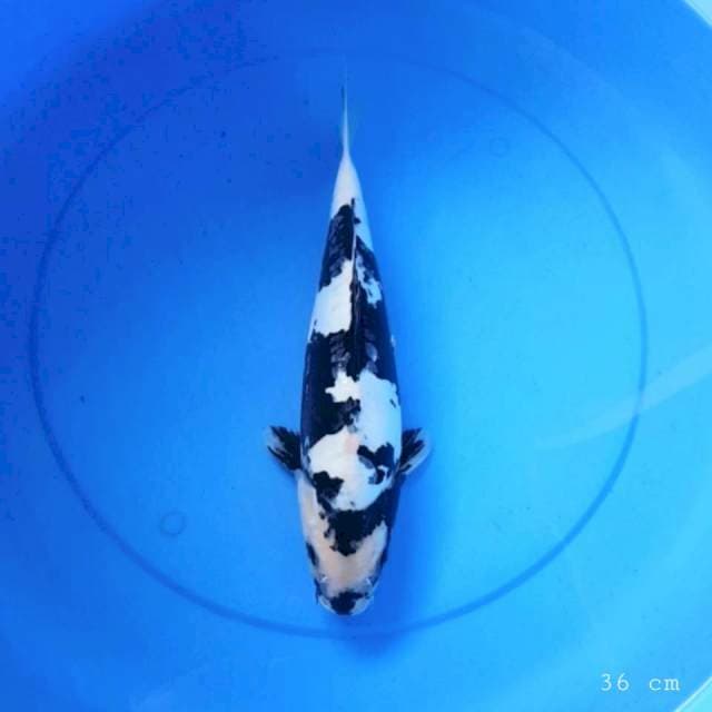 Doitsu shiro 36 cm