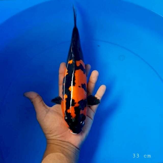 Doitsu showa 33 cm