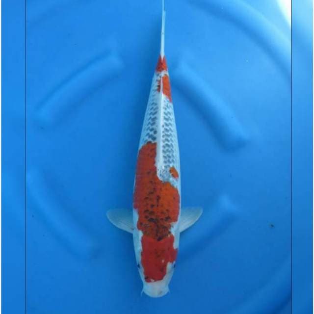 F1 JUMBO GOSHIKI